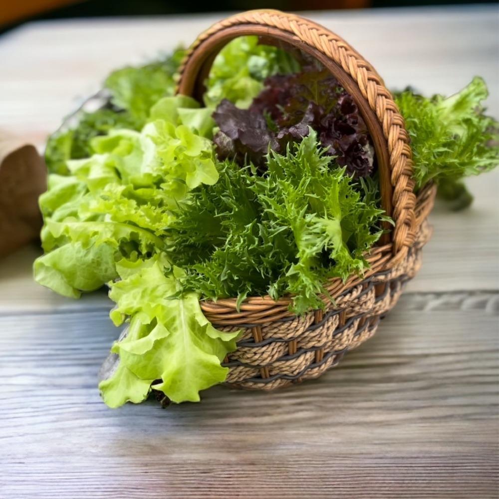 【探索有機生菜的健康之道：營養價值、栽培方法及選購指南】