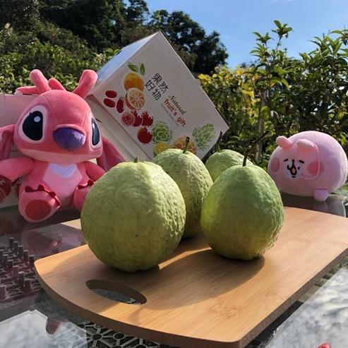 【紅心芭樂:甜蜜爆汁,征服味蕾的臺灣瑰寶!】 主要圖片