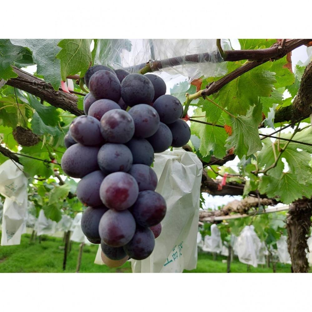 【巨峰葡萄的魅力：從種植到甜蜜盛宴的幕後故事】
