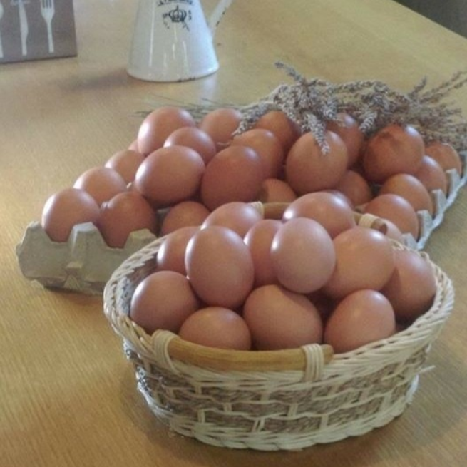 【雞蛋的營養價值、料理方式與食譜：全面了解雞蛋的健康益處】