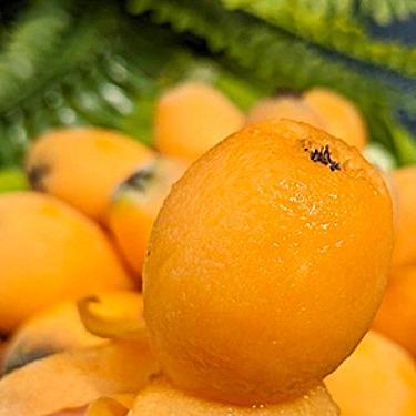 【茂木枇杷|春季限定的黃金果實,吃出健康與幸福】 Logo圖片