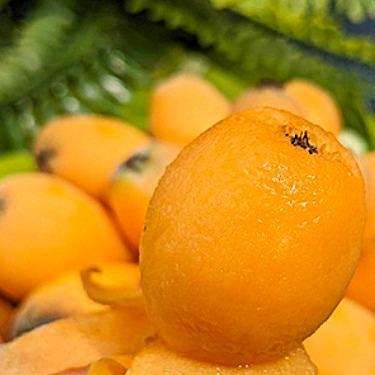 【茂木枇杷｜春季限定的黃金果實，吃出健康與幸福】