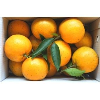 【桶柑是什麼？認識台灣冬季限定的香甜柑橘】